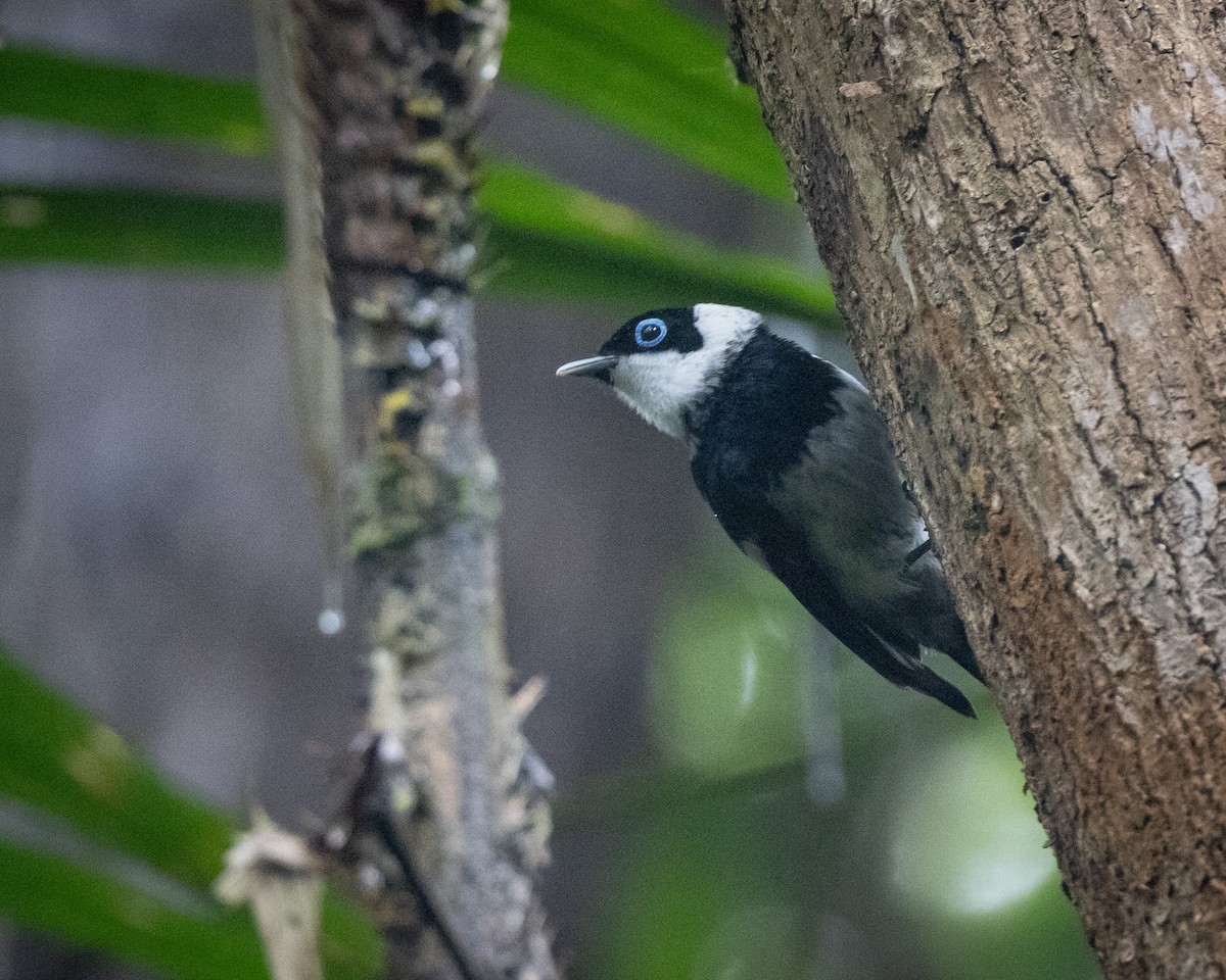 Alaca Gözlüklü Monark - ML647583812