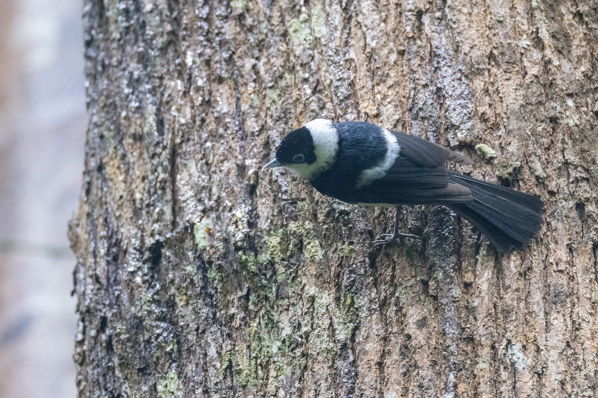 Alaca Gözlüklü Monark - ML647583813