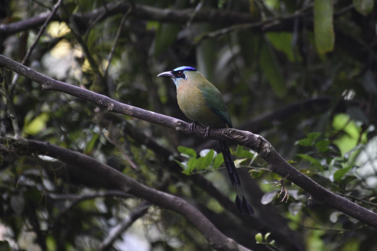 Lesson Motmotu - ML647583816