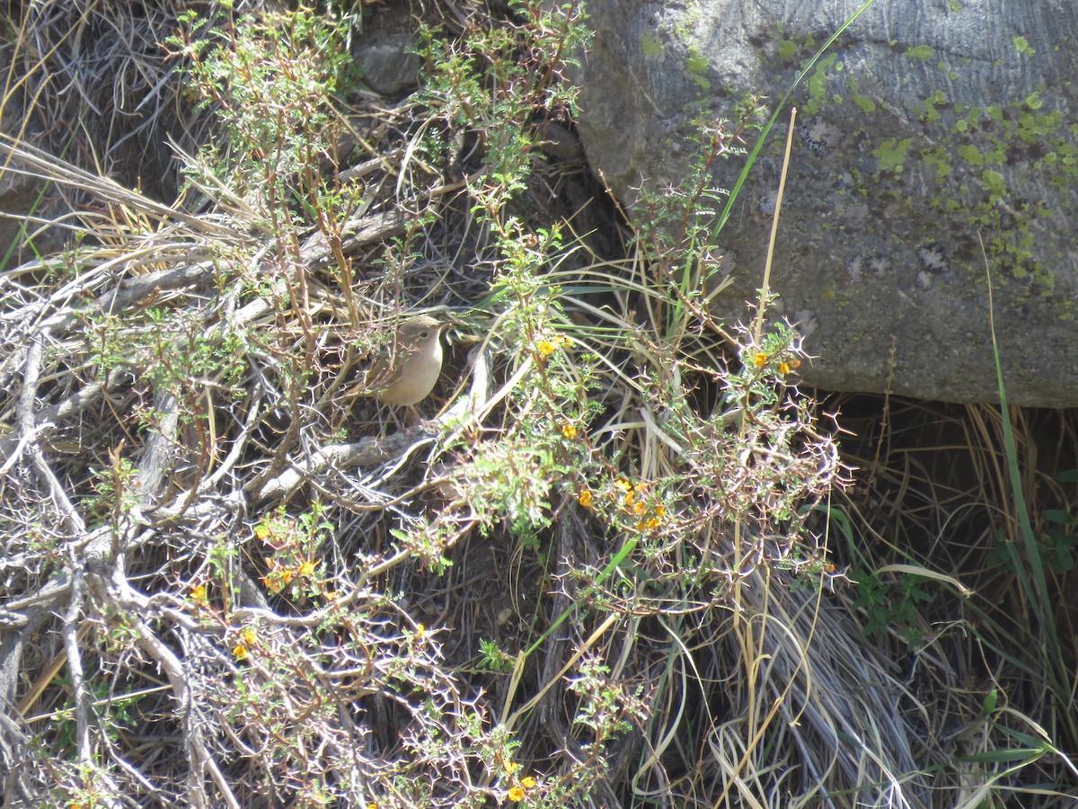 Southern House Wren - ML647583829
