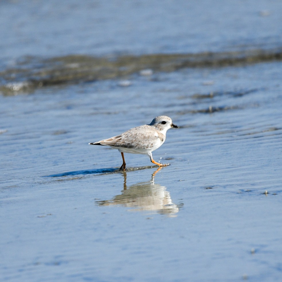Flötenregenpfeifer - ML647583836