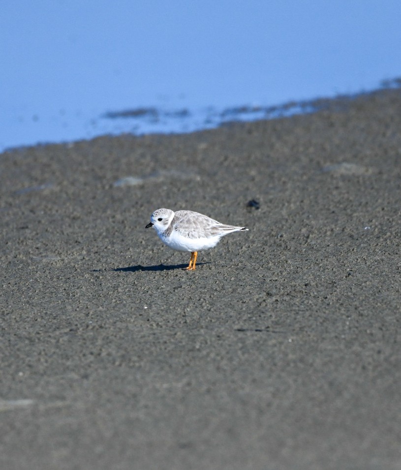 Flötenregenpfeifer - ML647583837