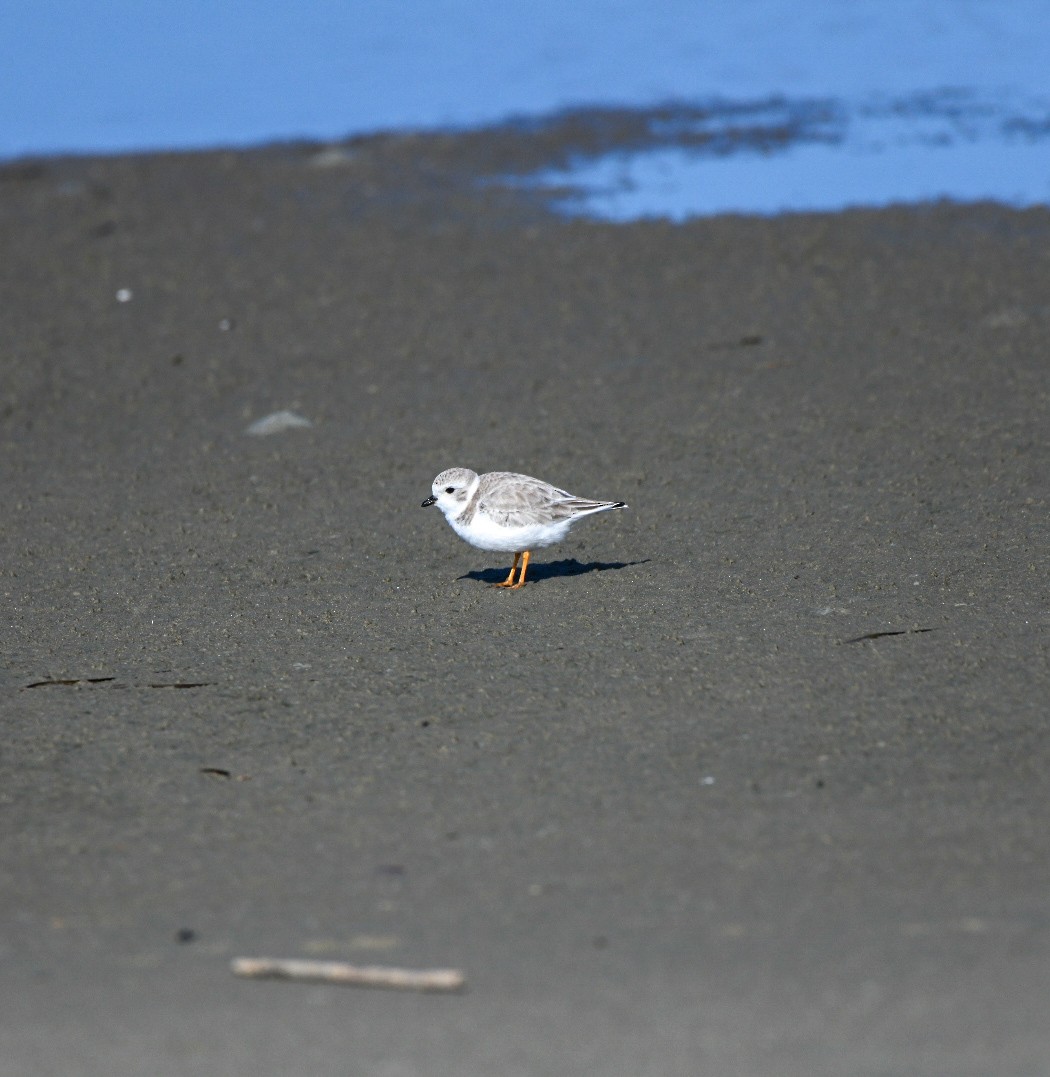 Flötenregenpfeifer - ML647583838