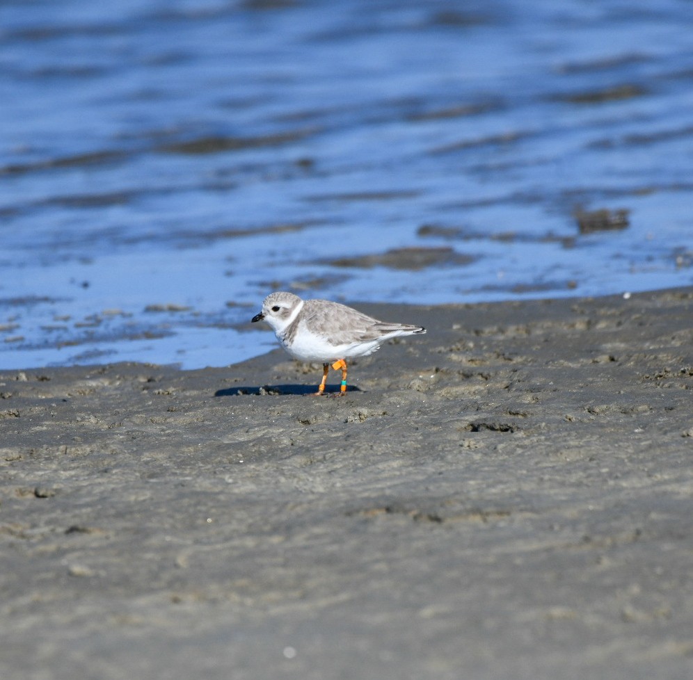 Flötenregenpfeifer - ML647583839