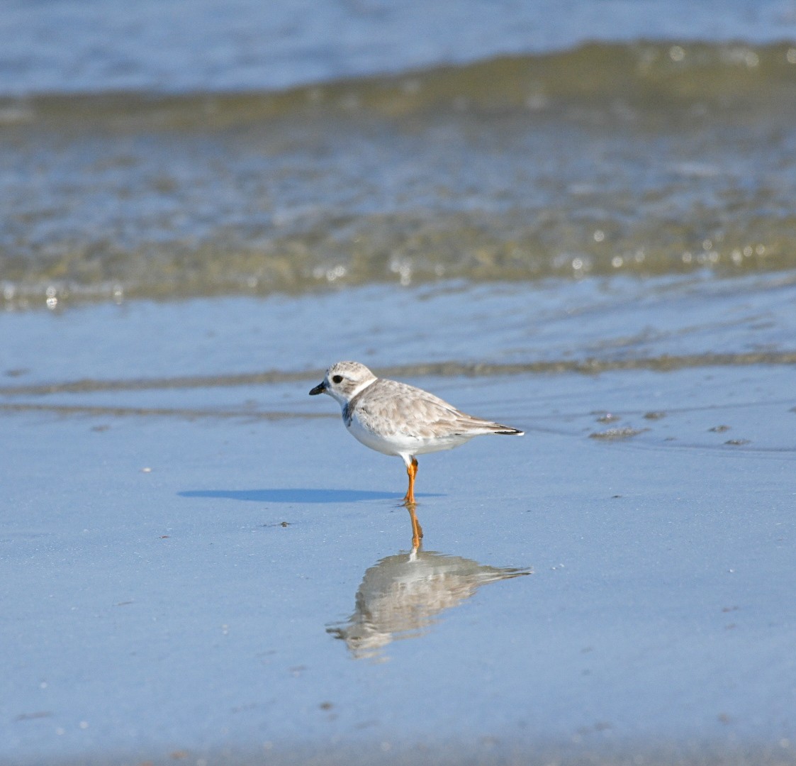 Flötenregenpfeifer - ML647583841