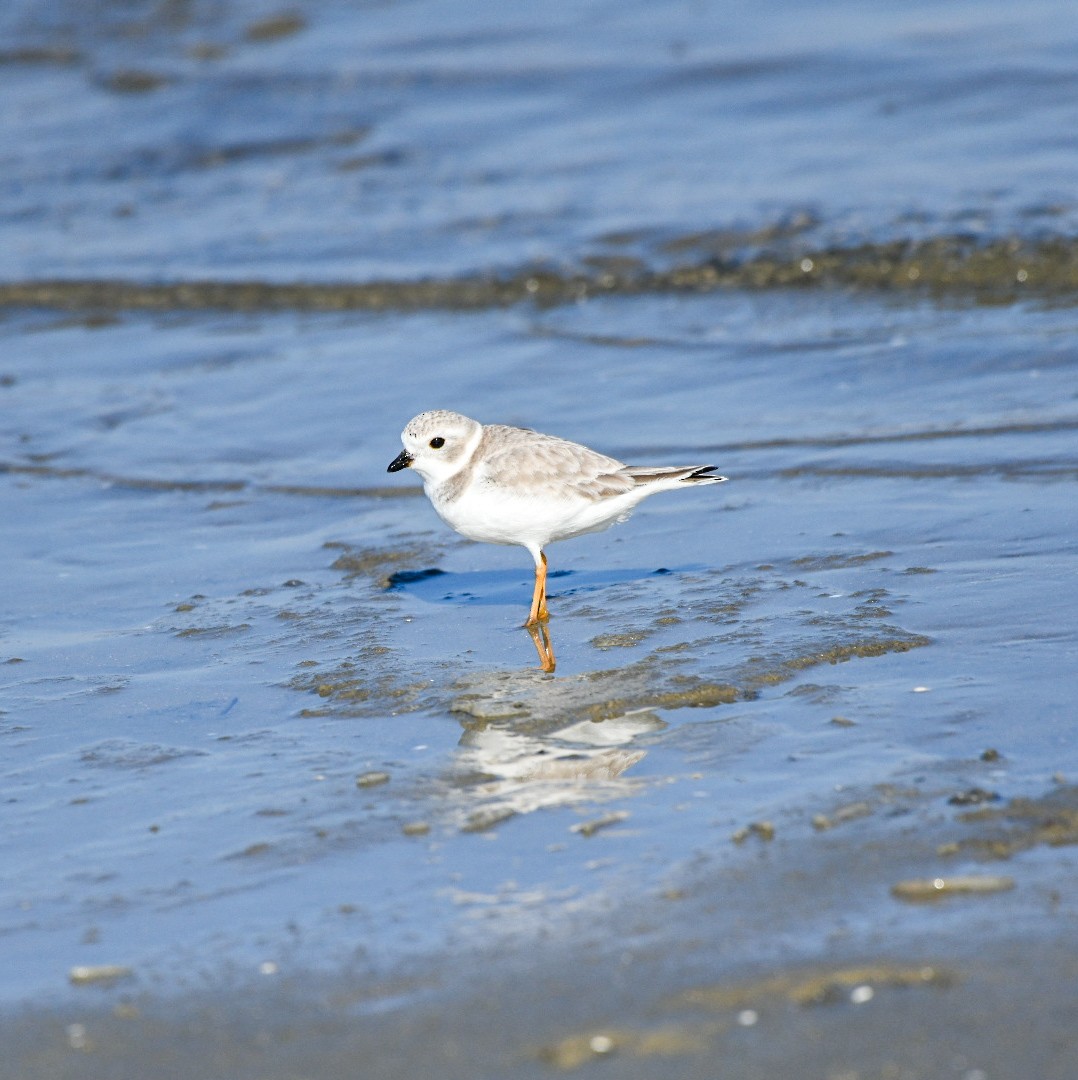 Flötenregenpfeifer - ML647583842