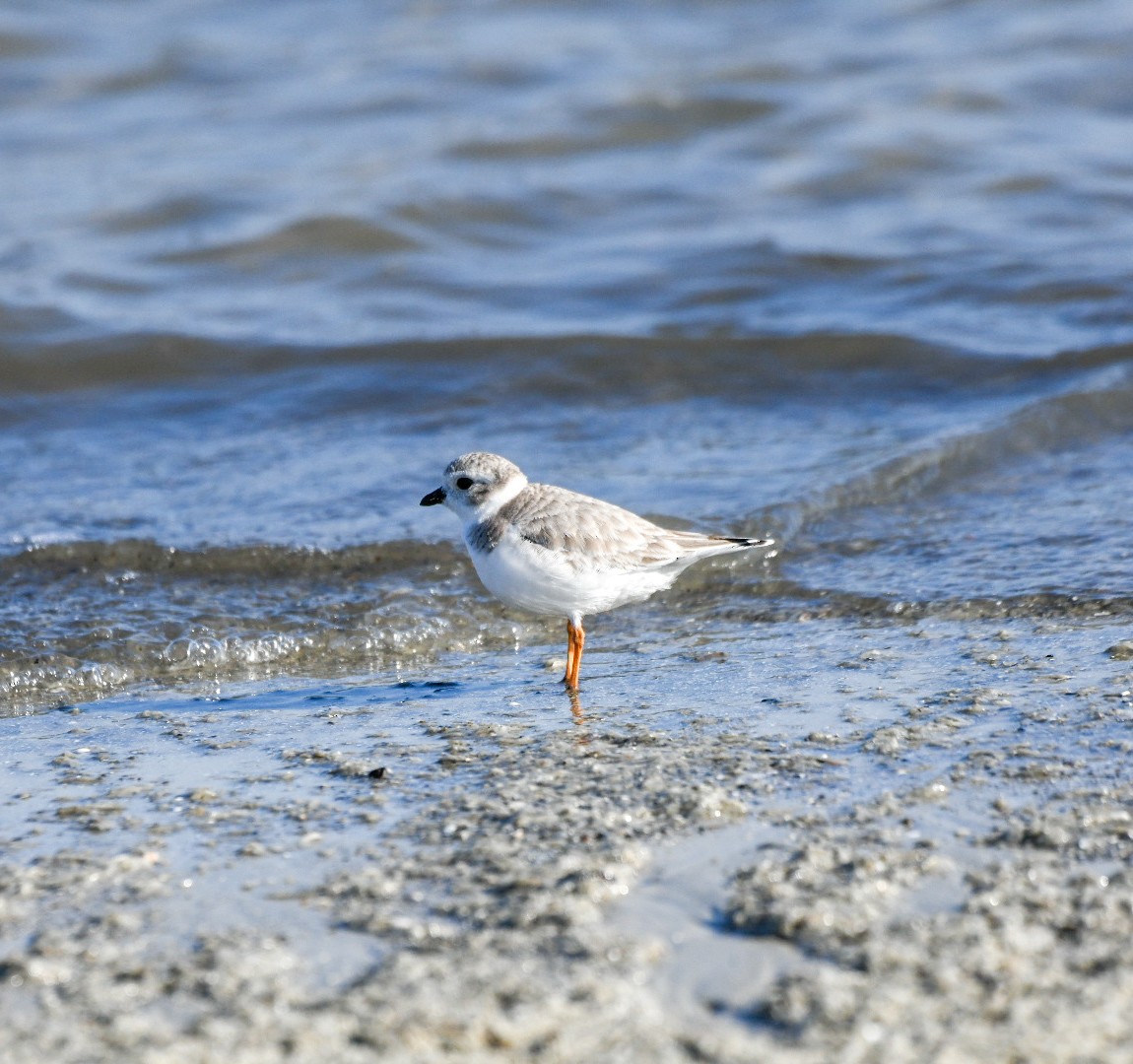 Flötenregenpfeifer - ML647583843