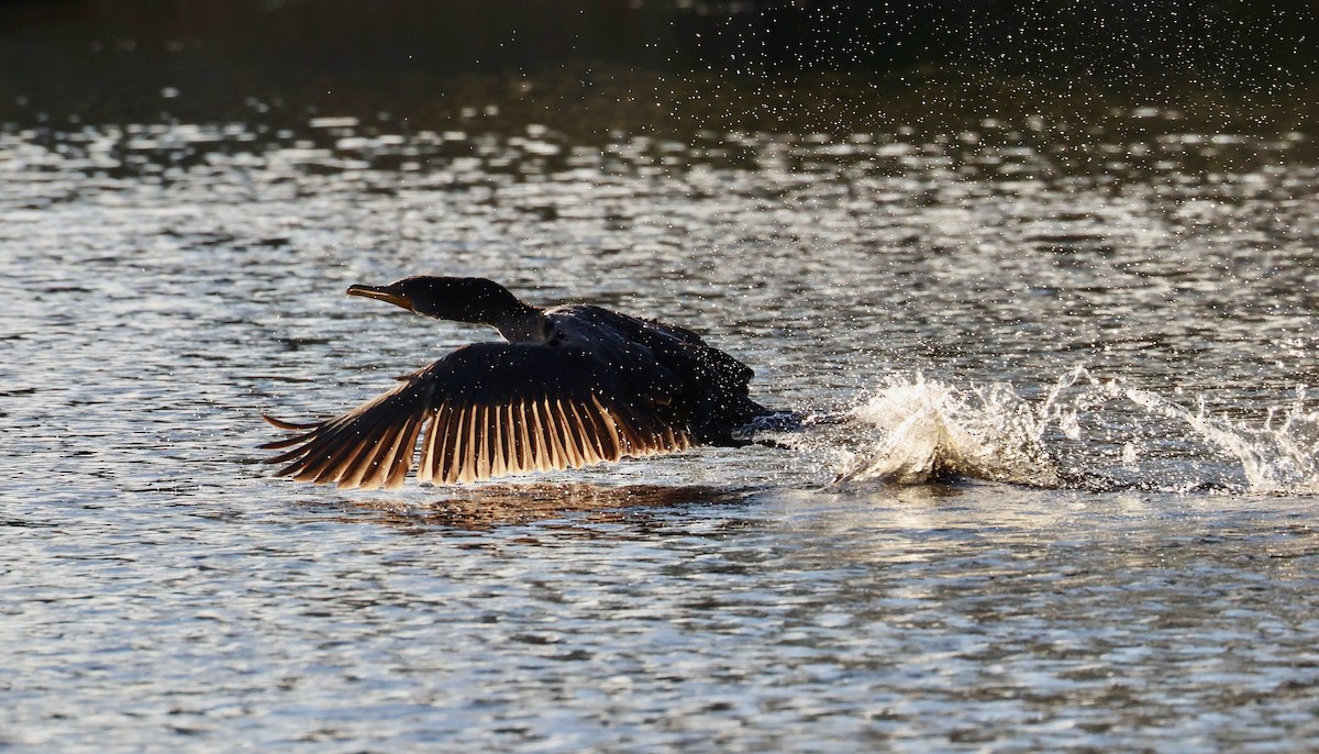 Cormoran à aigrettes - ML647583852