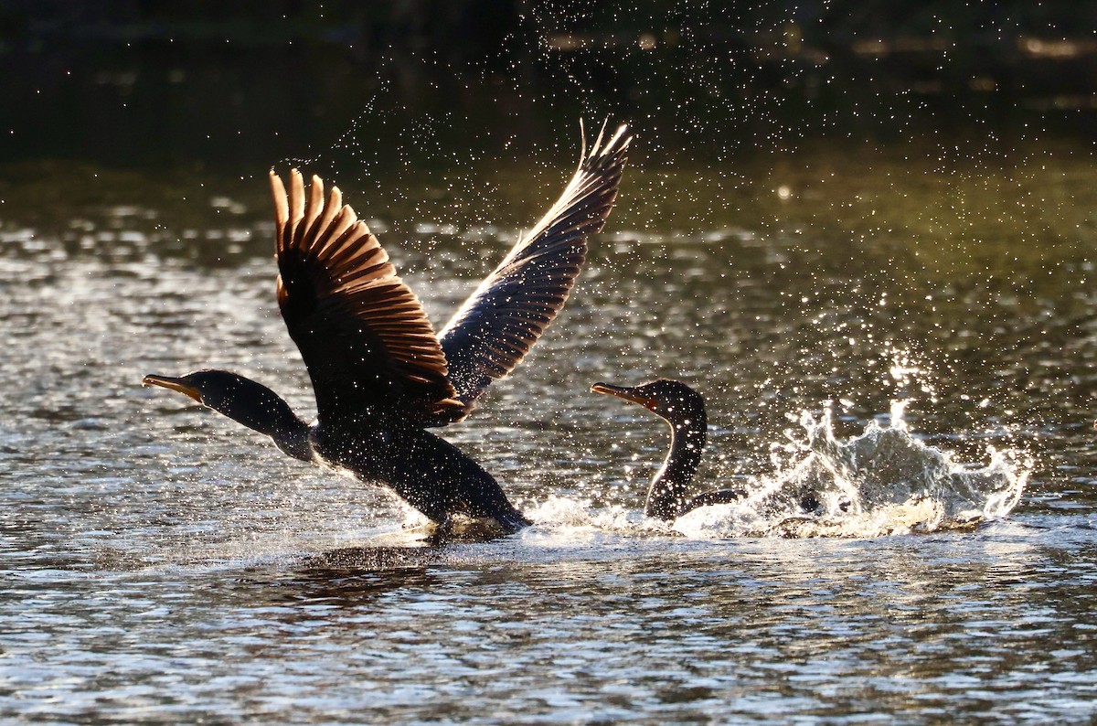 Cormoran à aigrettes - ML647583853