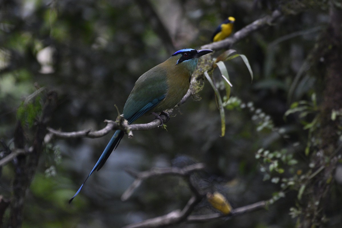 Lesson Motmotu - ML647583872