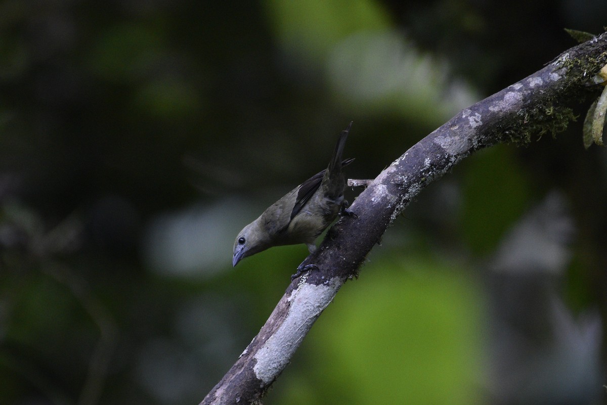 Palm Tanager - ML647583921