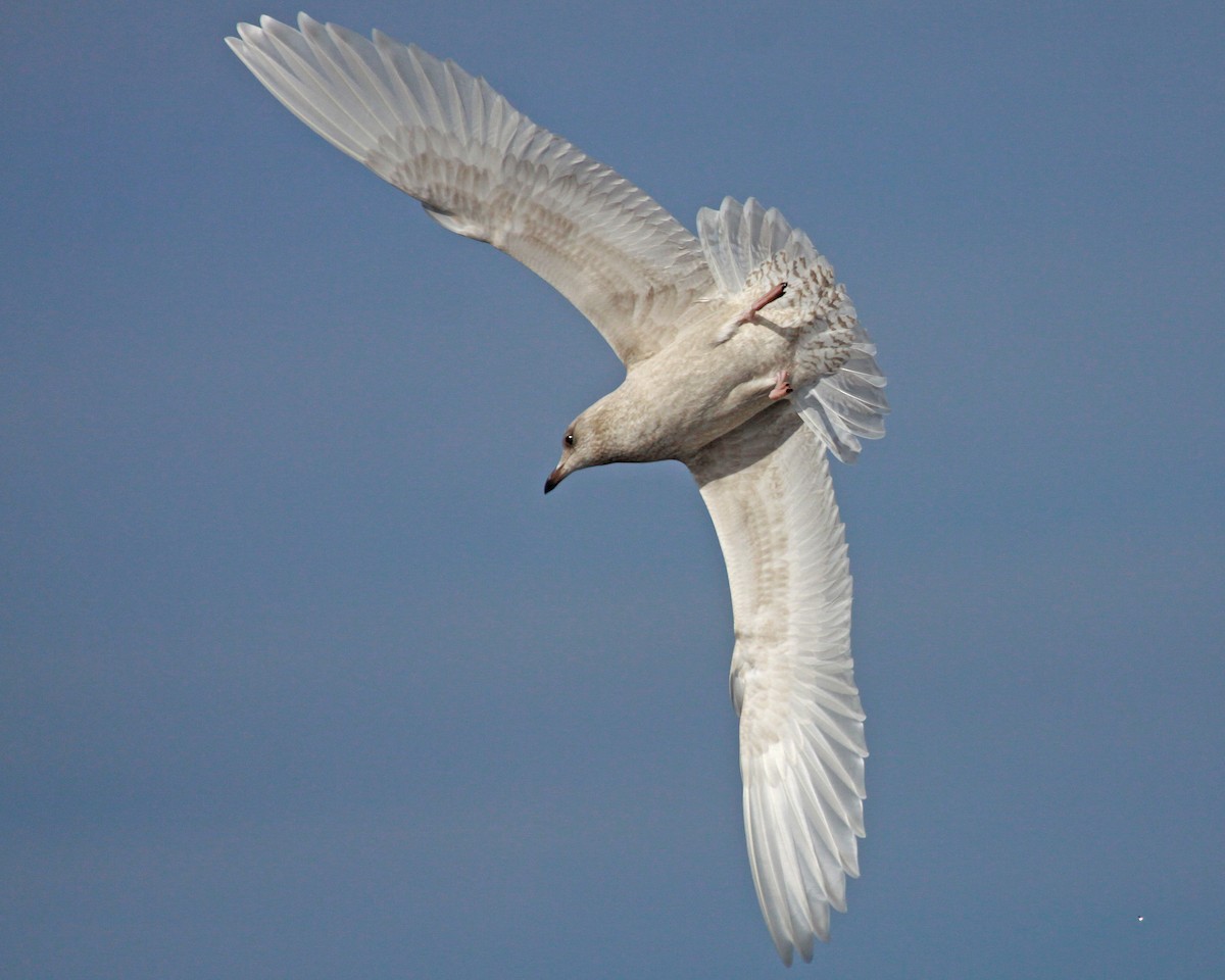 アイスランドカモメ（亜種 クムリーンカモメ） - ML647583940