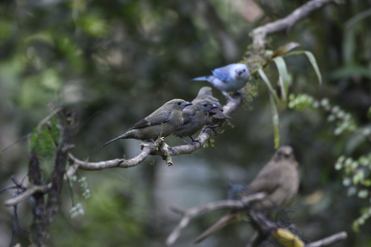 Palm Tanager - ML647583946