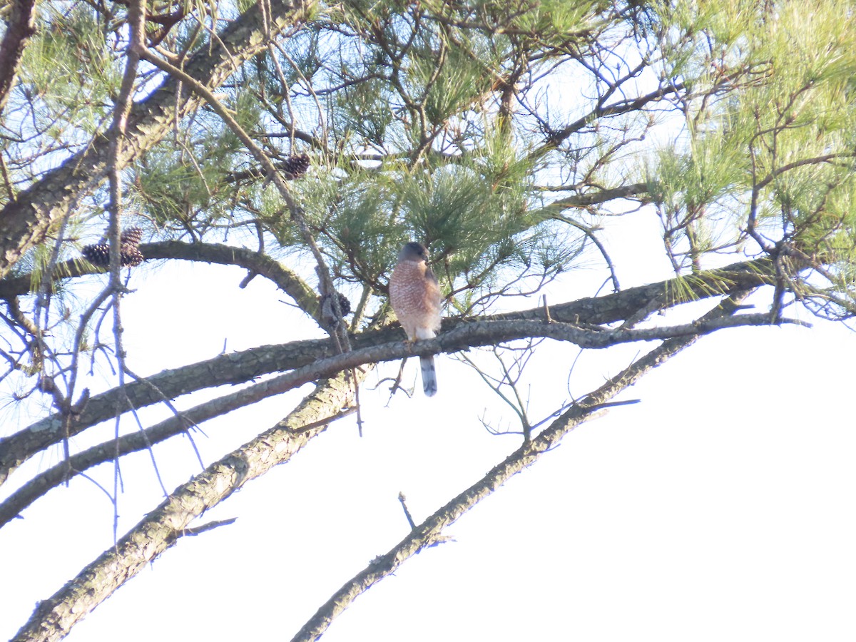 クーパーハイタカ - ML647583976