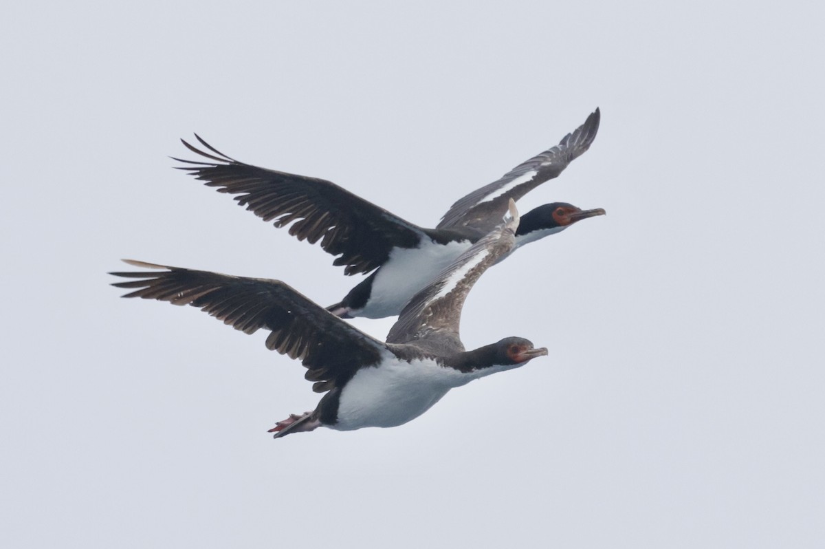 Bounty Islands Shag - ML647583991