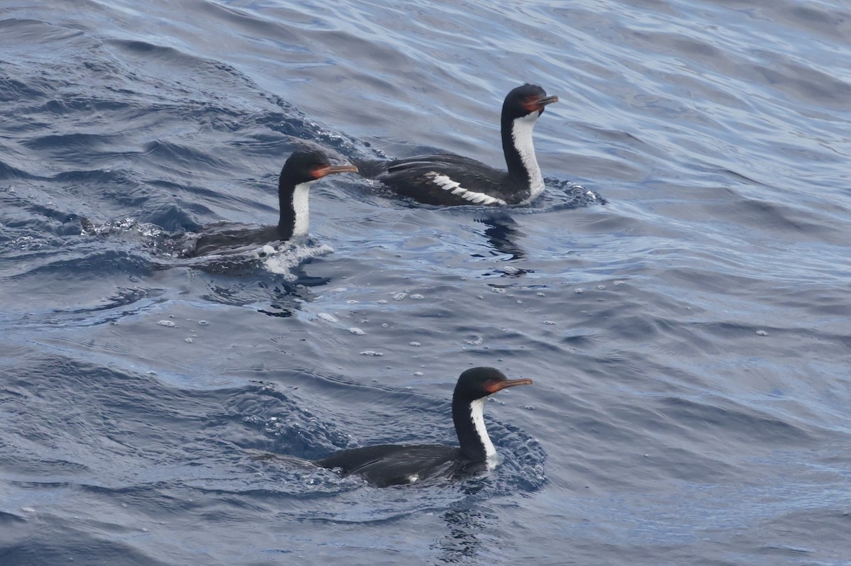 Bounty Islands Shag - ML647583992