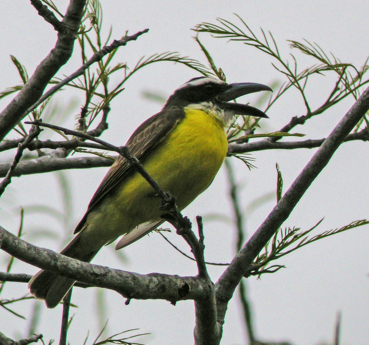 Boat-billed Flycatcher - ML647584000