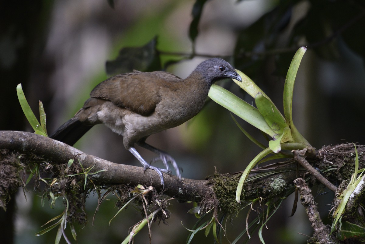 Gray-headed Chachalaca - ML647584006