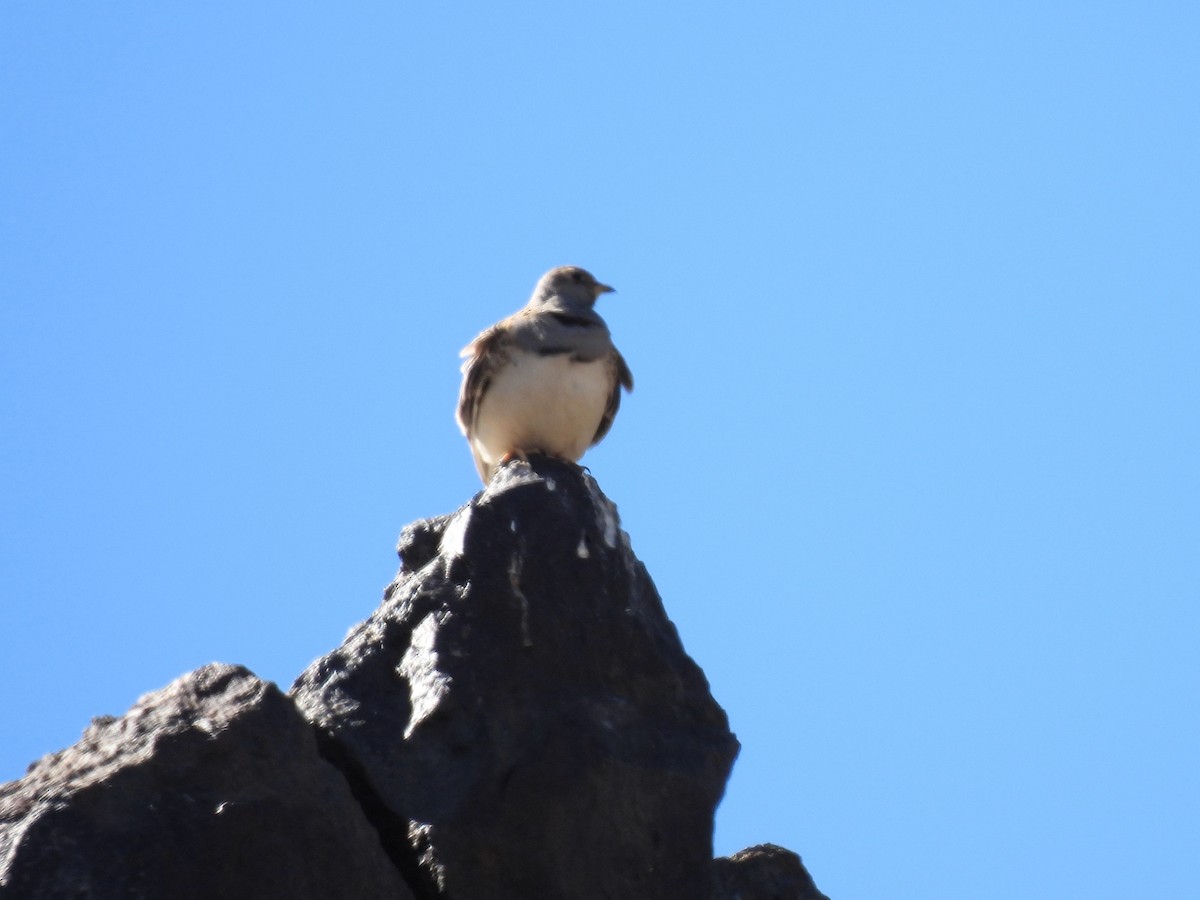 Gri Göğüslü Tohumçulluğu - ML647584024