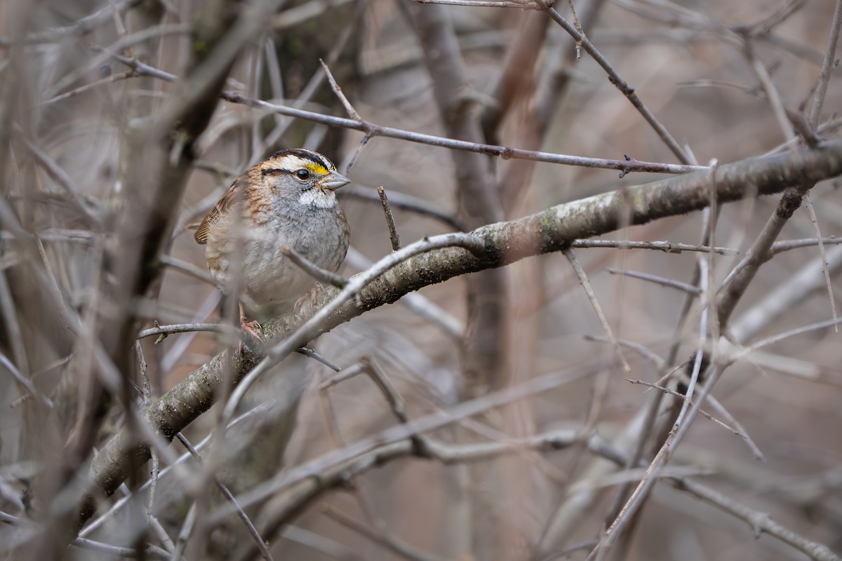 Ak Boğazlı Serçe - ML647584028