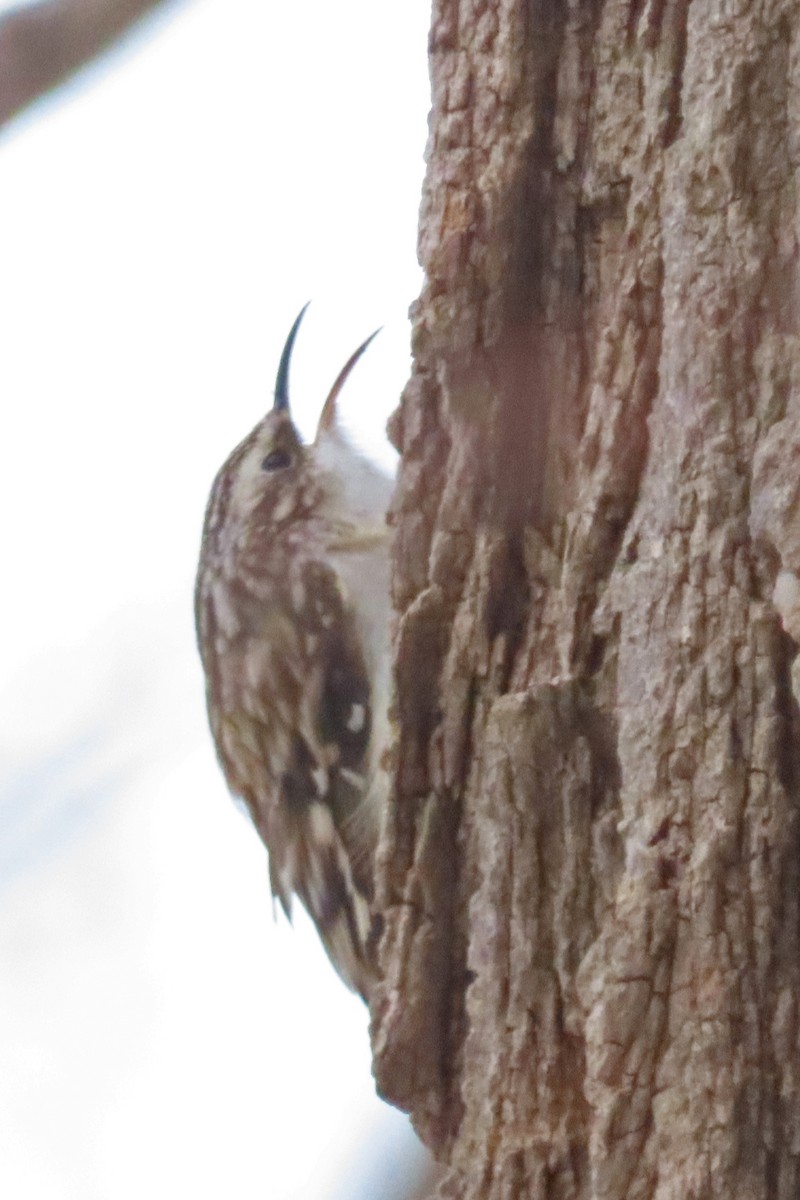 Amerika Tırmaşıkkuşu - ML647584029