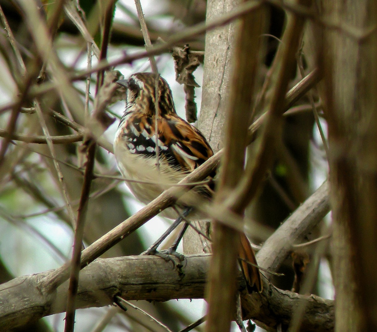 Çizgili Sırtlı Karıncaçıvgını - ML647584030