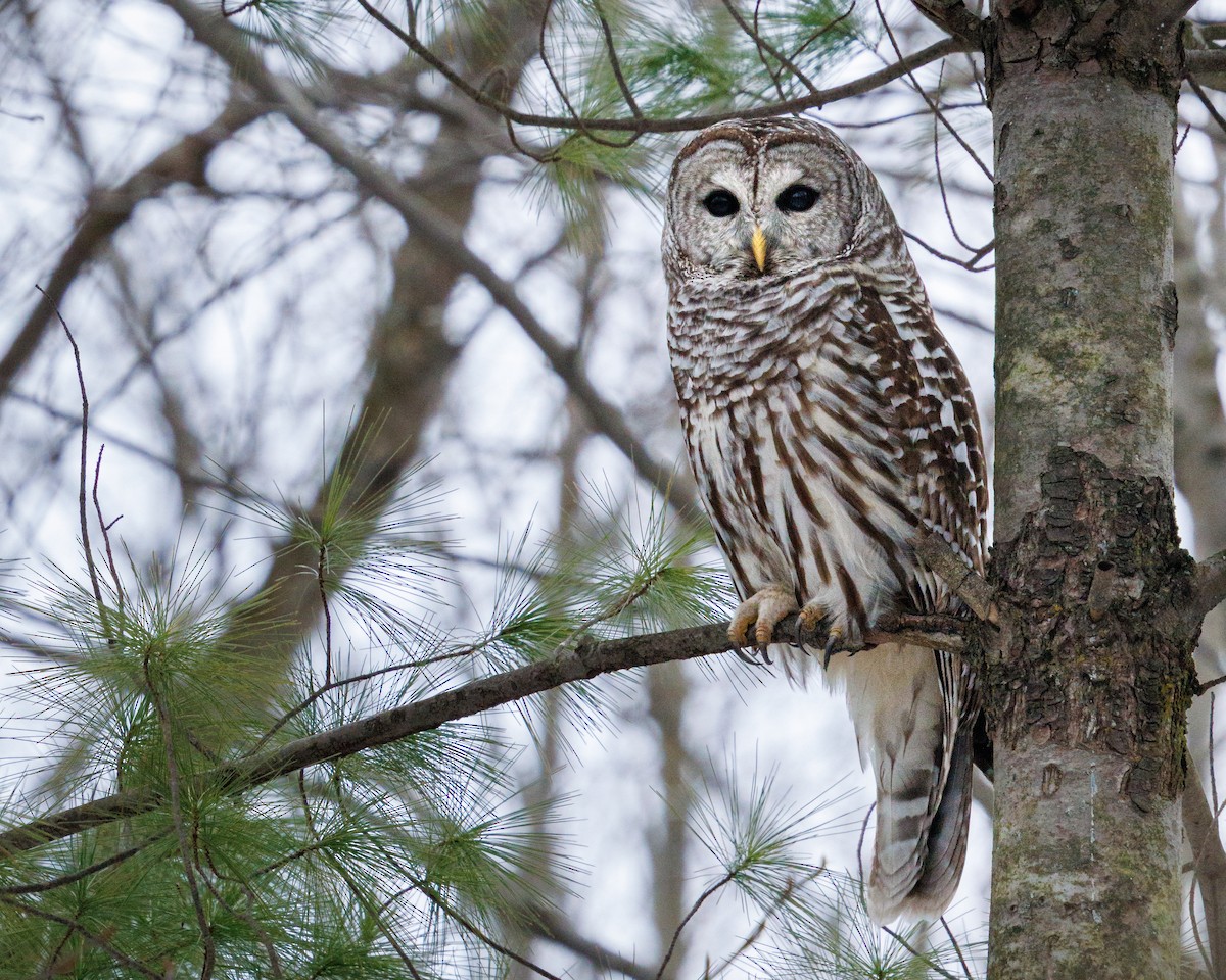 Çizgili Baykuş - ML647584031