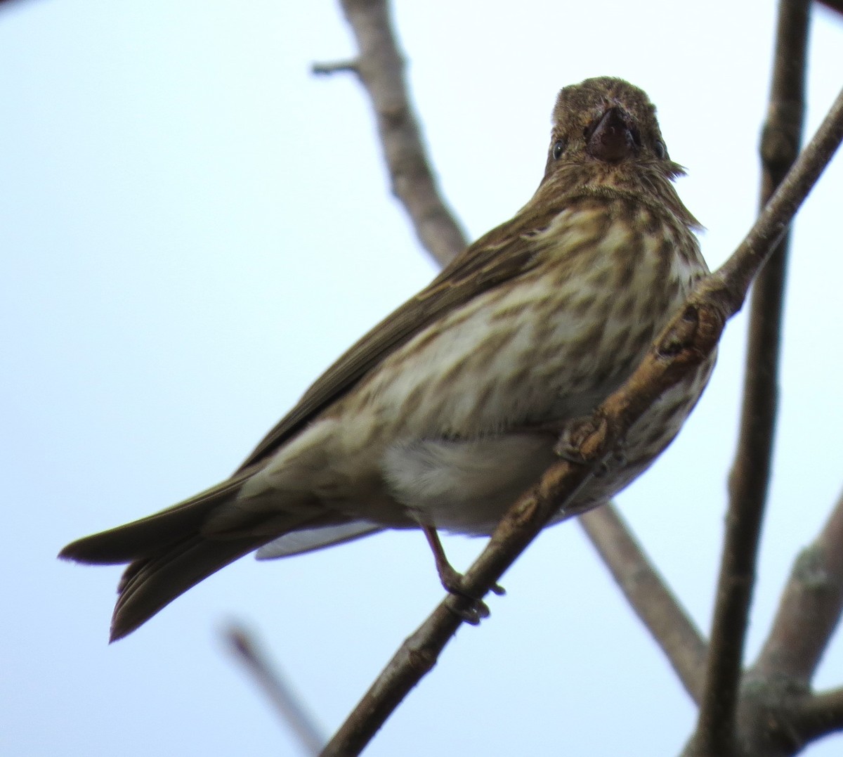 Amerika Çütresi - ML647584032