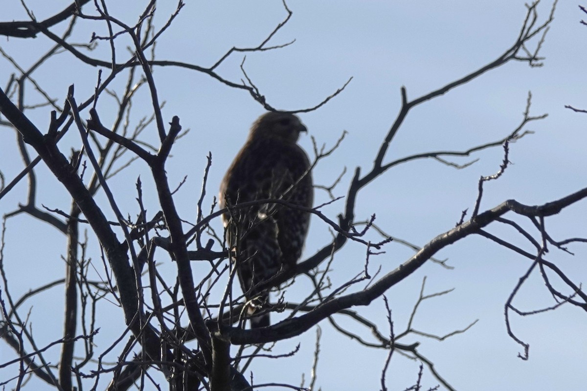 Kızıl Omuzlu Şahin - ML647584033