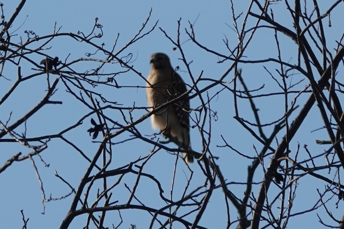 Kızıl Omuzlu Şahin - ML647584036