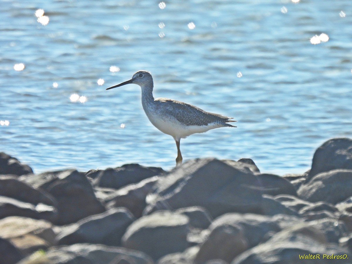 Büyük Sarıbacak - ML647584037