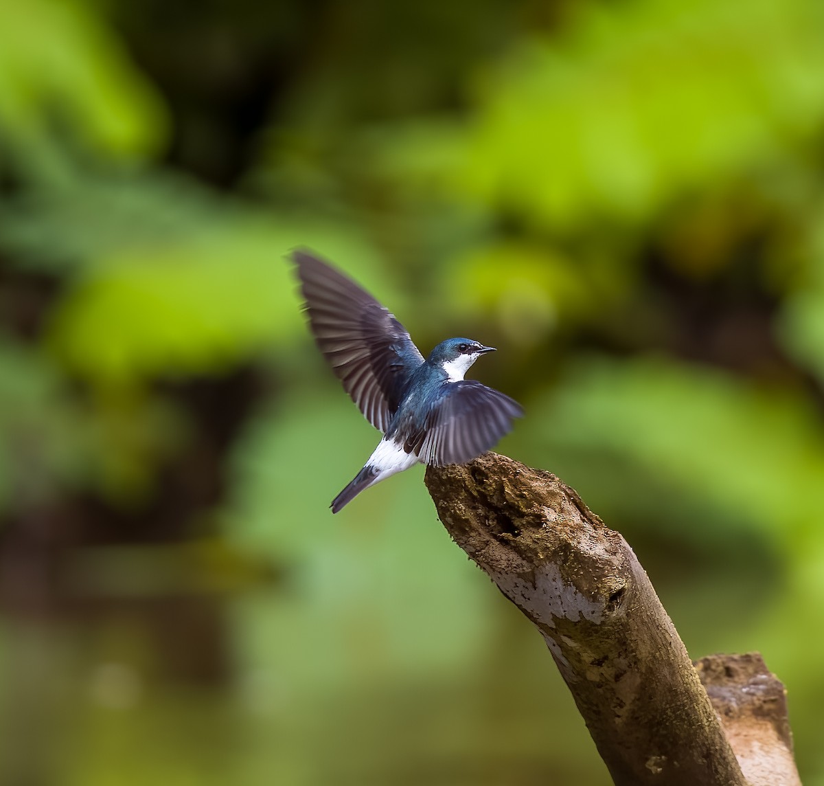 Mangrov Kırlangıç - ML647584039