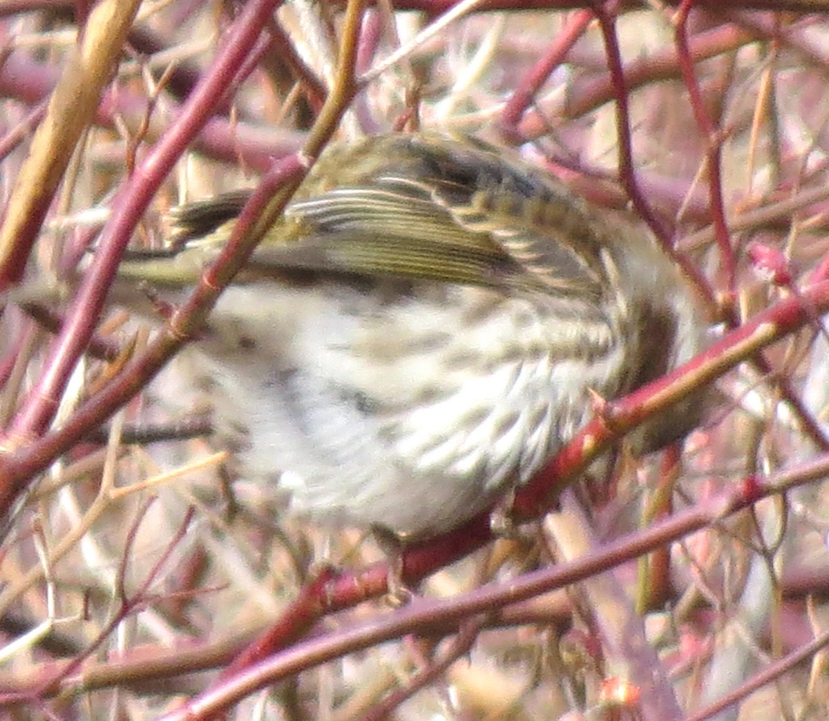 Amerika Çütresi - ML647584040