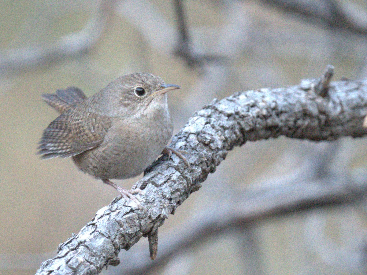 Northern House Wren - ML647584044