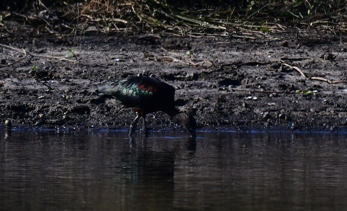 Çeltikçi - ML647584046