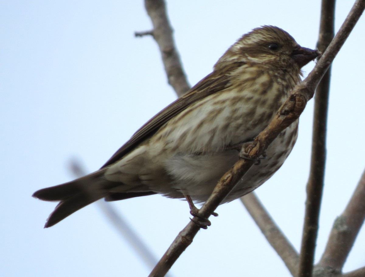 Amerika Çütresi - ML647584047