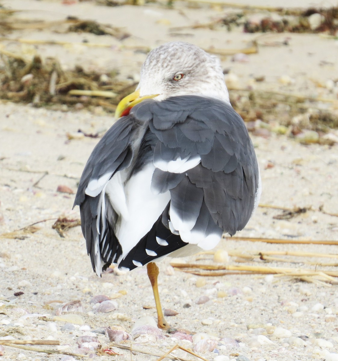 Kara Sırtlı Martı - ML647584049