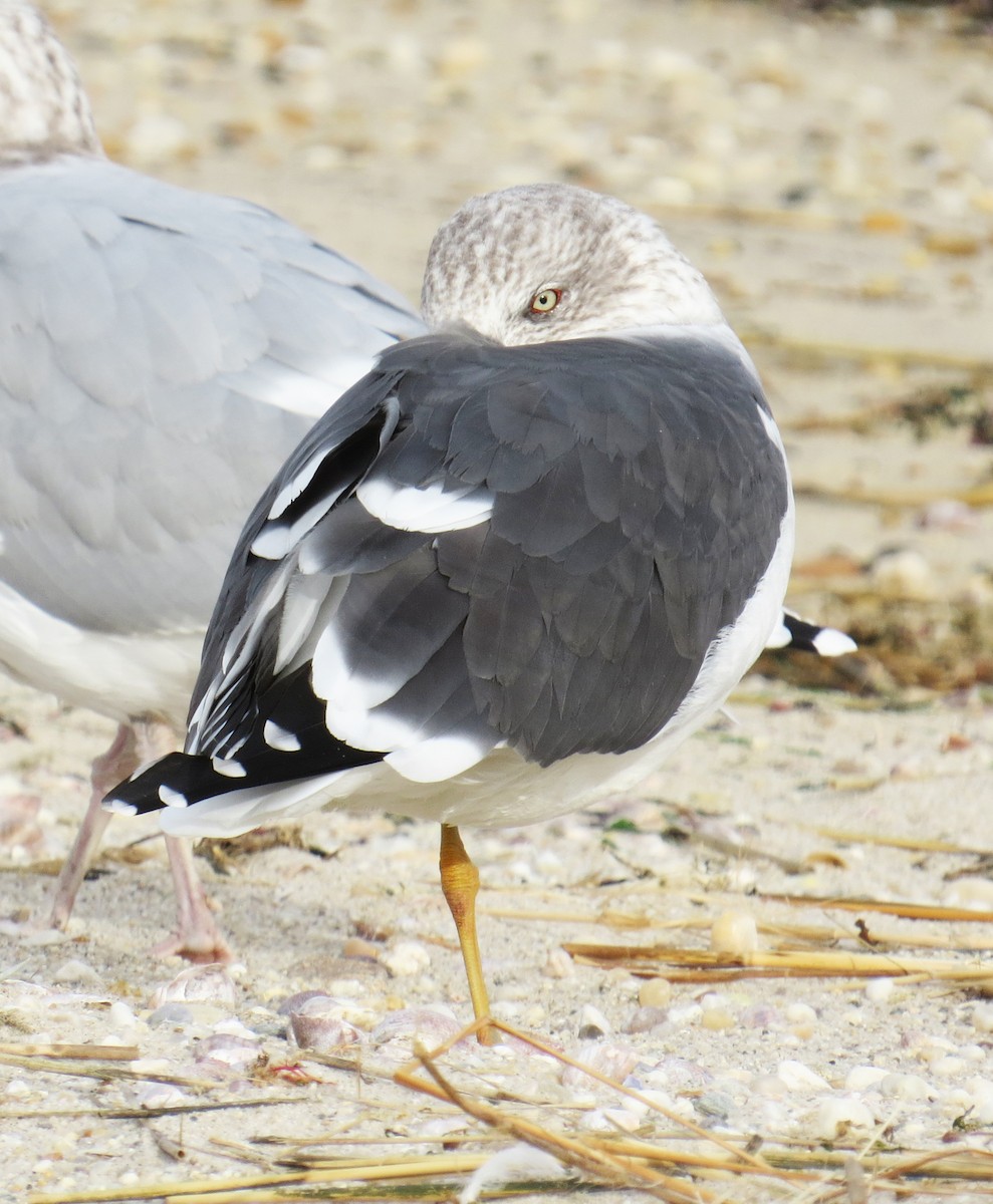 Kara Sırtlı Martı - ML647584050