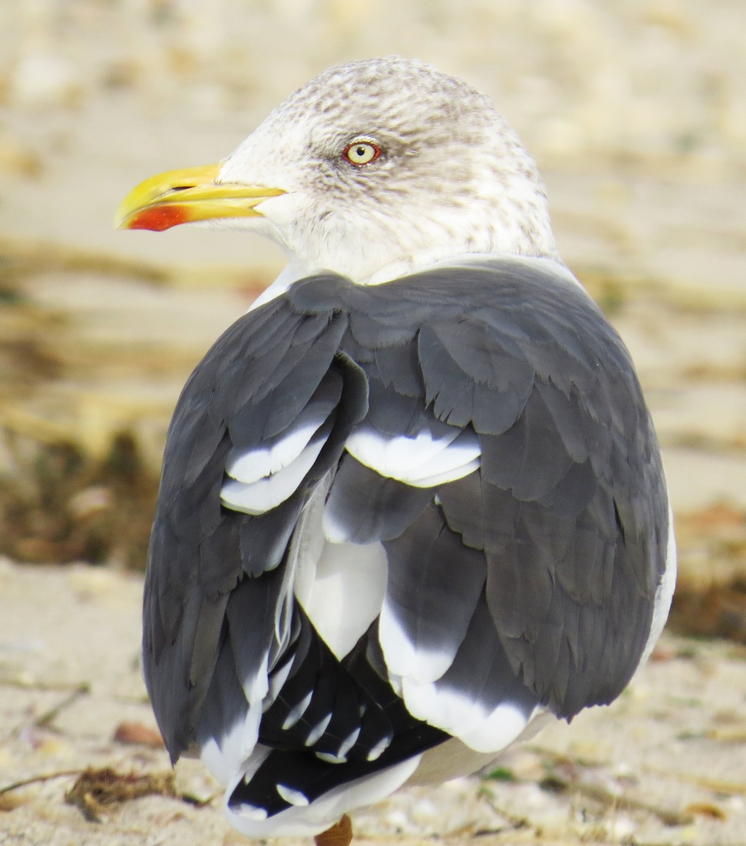 Kara Sırtlı Martı - ML647584051