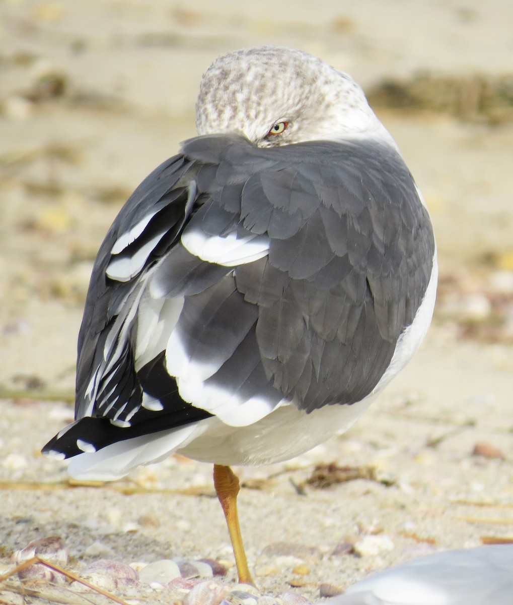 Kara Sırtlı Martı - ML647584052