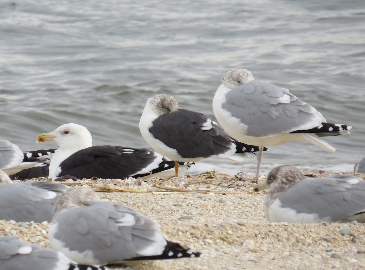 Kara Sırtlı Martı - ML647584053