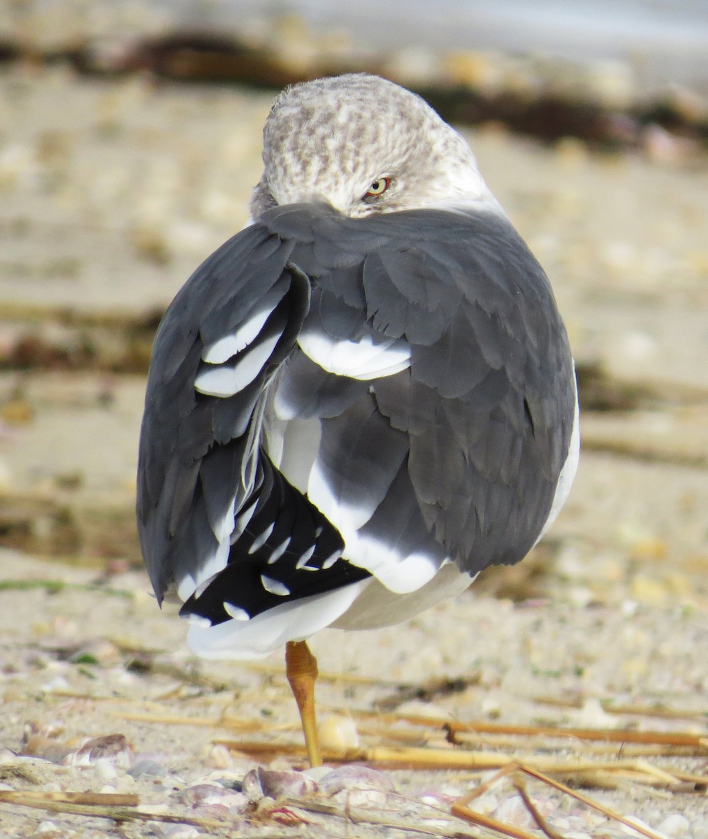 Kara Sırtlı Martı - ML647584054