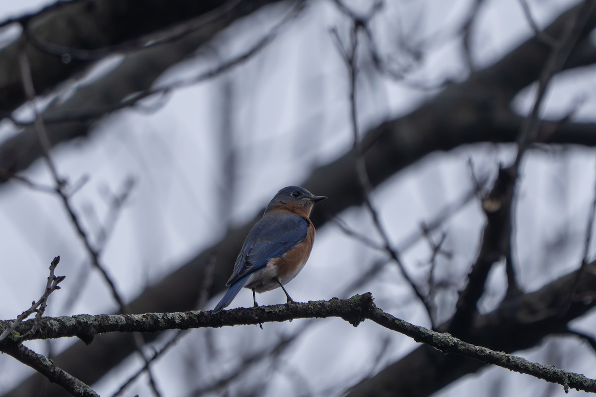 Doğulu Mavi Ardıç - ML647584055