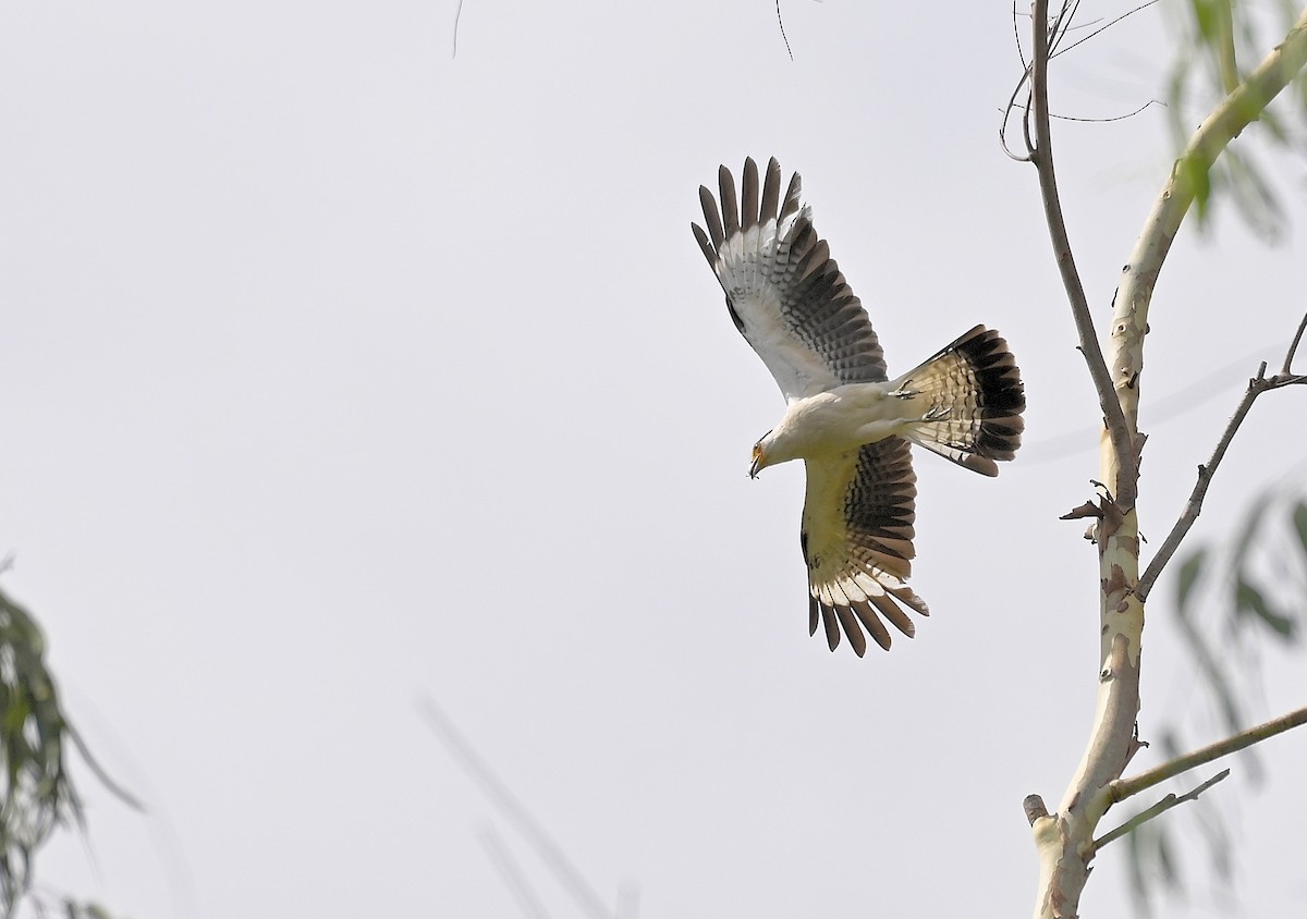 Sarı Başlı Karakara - ML647584056