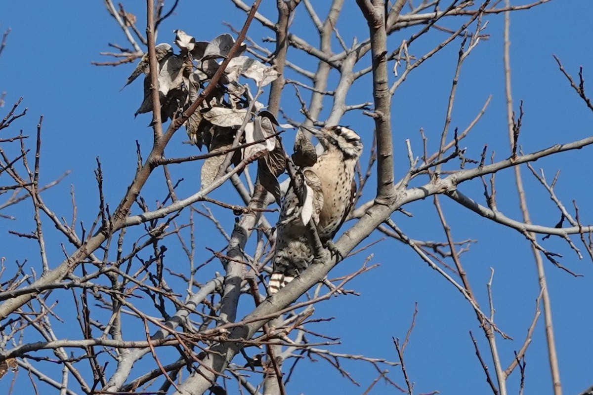 Meksika Alaca Ağaçkakanı - ML647584057