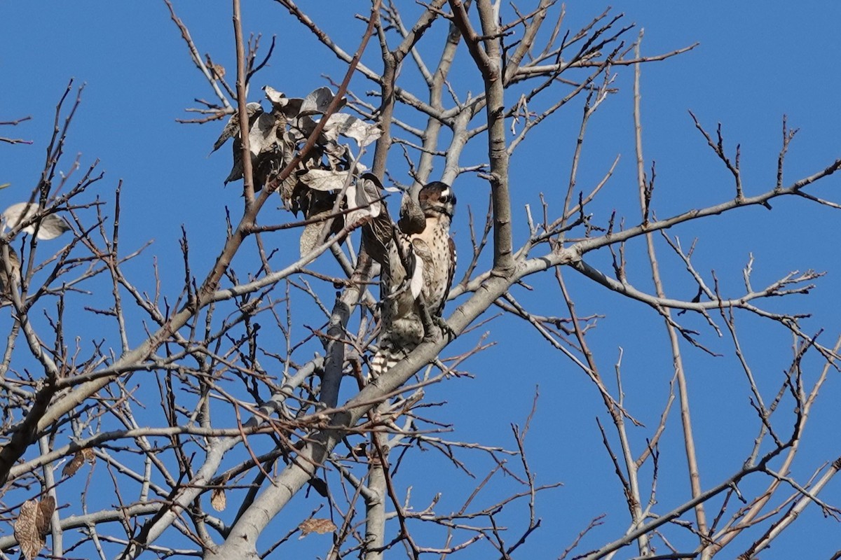 Meksika Alaca Ağaçkakanı - ML647584064