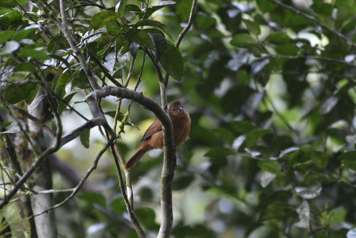 Beyaz Çizgili Tangara - ML647584065