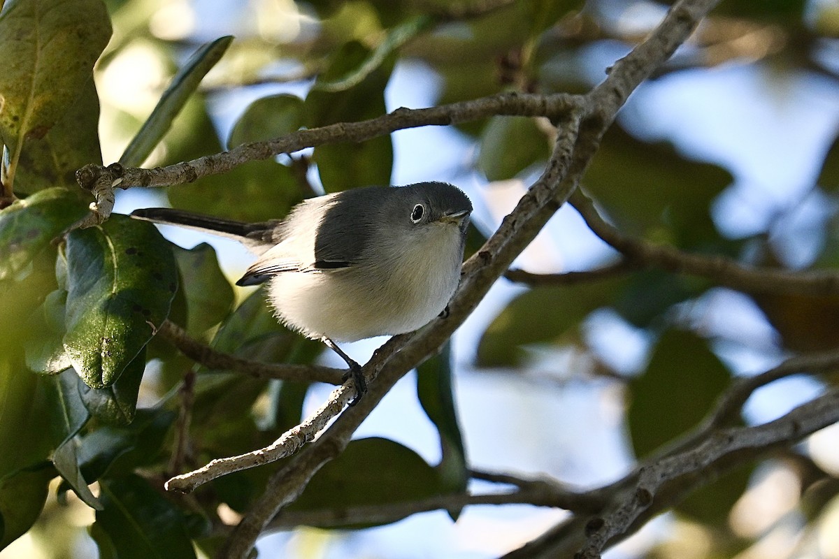 Комароловка сиза - ML647584088