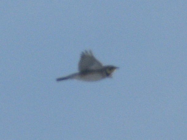 Geai bleu - ML647584089