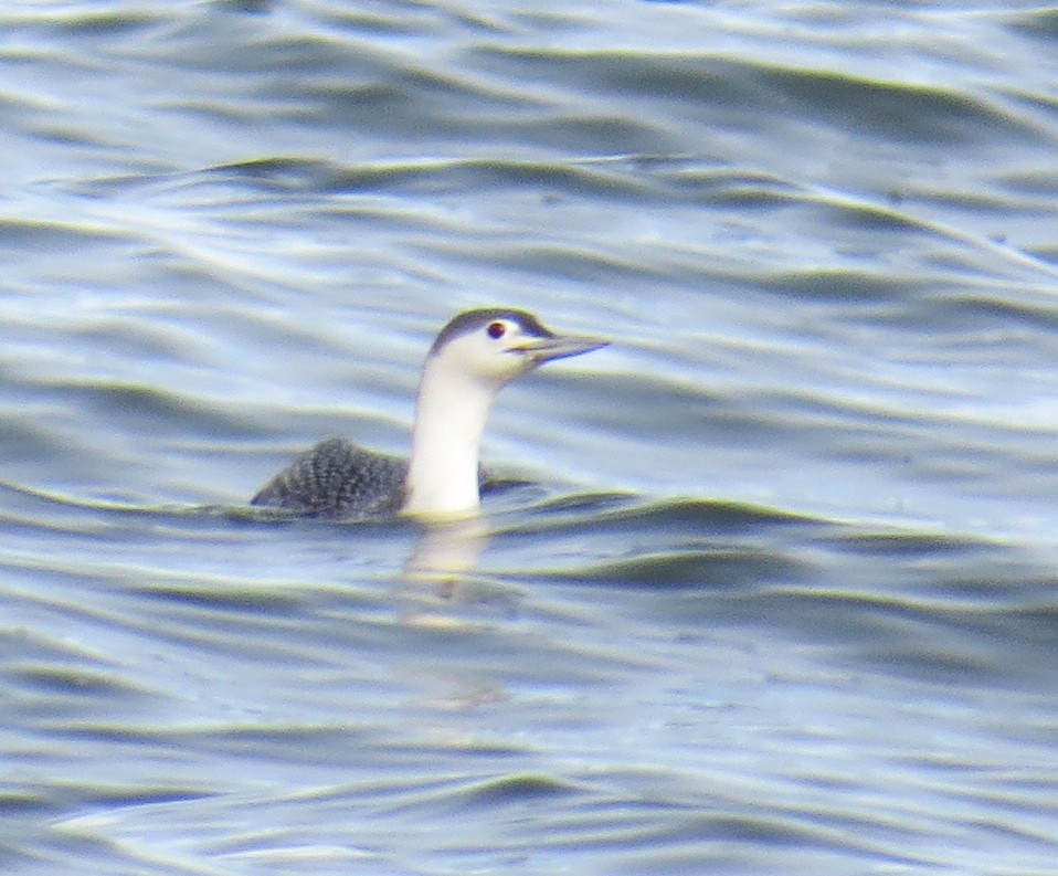 紅喉潛鳥 - ML647584090